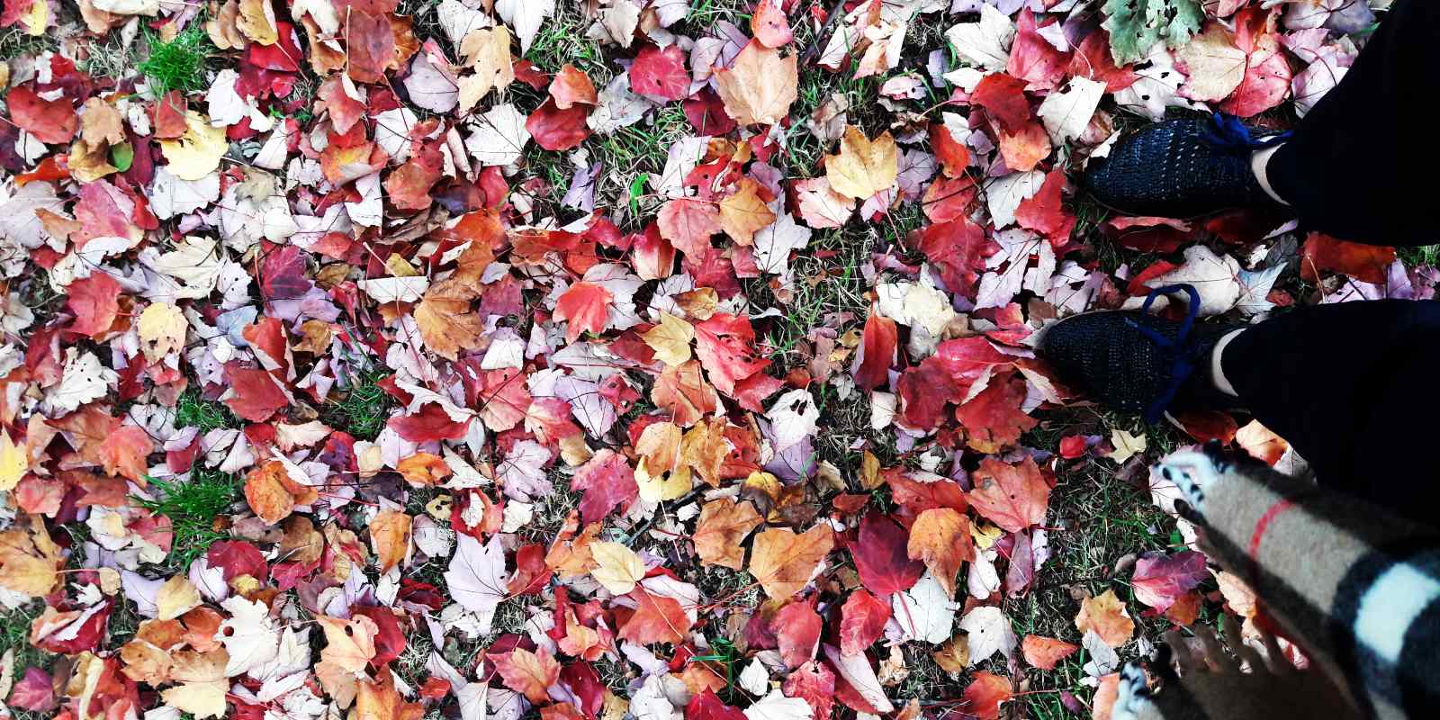 De herfst en loslaten van blaadjes