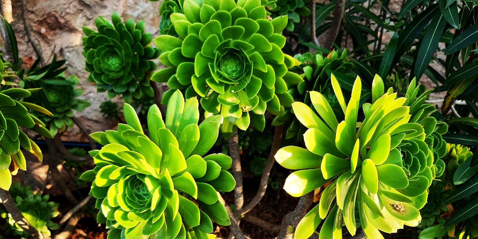 Drie vetplanten als symbool voor de drie breinen