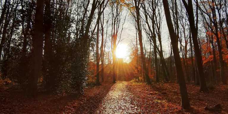 Is FODMAP de weg naar PDS-verlichting?